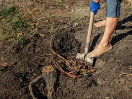tree roots in sewer line